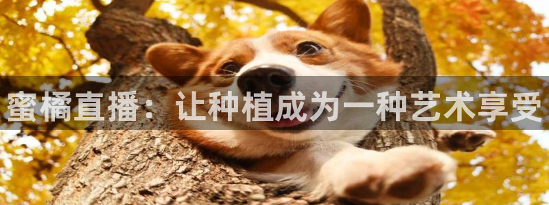 蜘蛛体育nba直播：蜜橘直播：让种植成为一种艺术享受